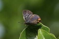 Cigaritis lohita