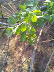 Searsia zeyheri