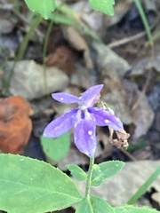 Lobelia amoena