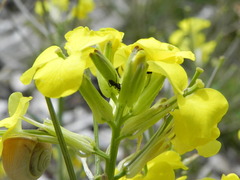 Erysimum pseudorhaeticum