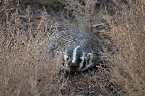 American Badger photographed in Idaho