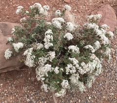 Eriogonum corymbosum