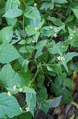 Galinsoga quadriradiata