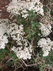 Eriogonum corymbosum