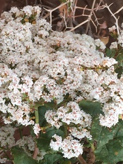 Eriogonum corymbosum