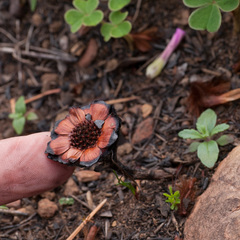 Protea