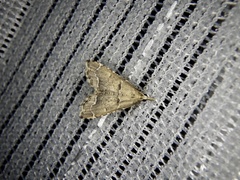 Diplopseustis perieresalis