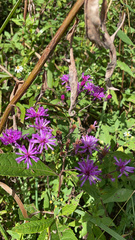 Vernonia gigantea