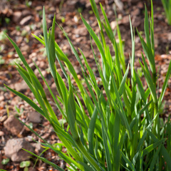 Aristea cantharophila