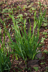 Aristea cantharophila