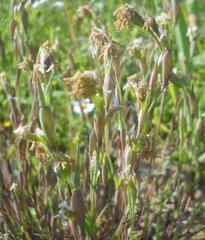 Cornucopiae cucullatum