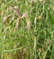 Cornucopiae cucullatum