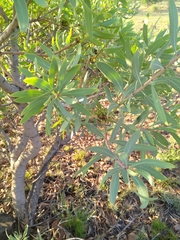 Protea caffra caffra