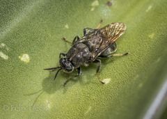 Cyphomyia erecta