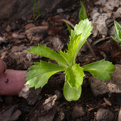 Cliffortia phillipsii