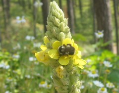 Bombus bifarius