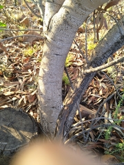 Protea caffra caffra