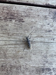 Monochamus maculosus