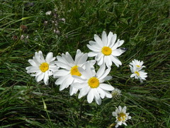 Leucanthemum heterophyllum
