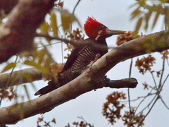 Campephilus melanoleucos