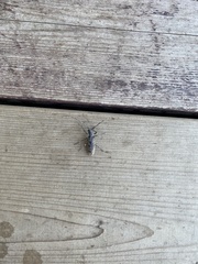 Monochamus maculosus