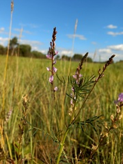 Astragalus sulcatus