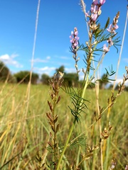 Astragalus sulcatus