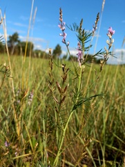 Astragalus sulcatus