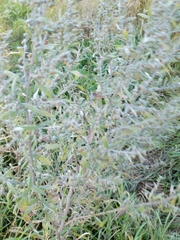 Artemisia absinthium