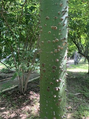 Ceiba