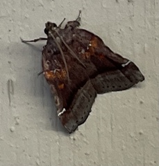 Clydonopteron sacculana