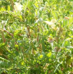 Vicia hybrida