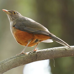 Turdus rufiventris