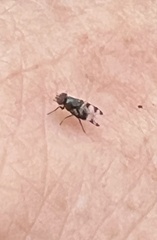 Ulidiidae