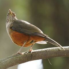 Turdus rufiventris