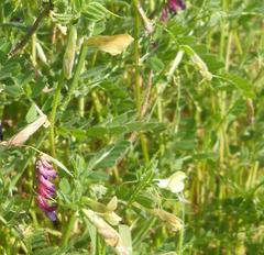 Vicia hybrida
