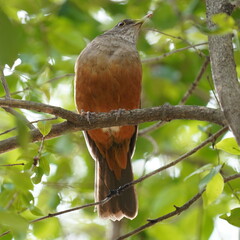 Turdus rufiventris