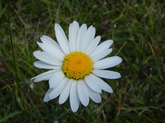 Leucanthemum heterophyllum