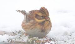 Emberiza rustica