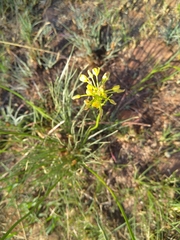 Bulbine abyssinica