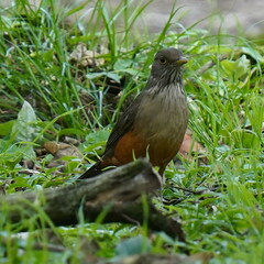 Turdus rufiventris