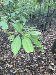 Sideroxylon lycioides