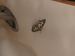 Anania hortulata
