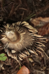 Russula nigricans