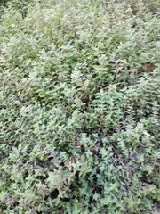 Nepeta × faassenii