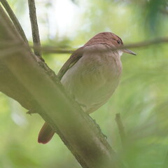 Furnarius rufus