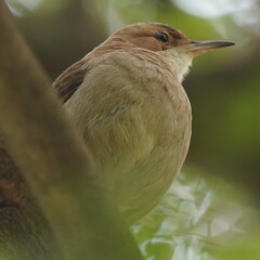 Furnarius rufus