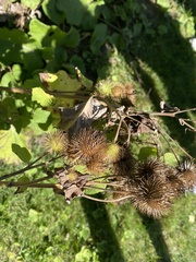 Arctium minus