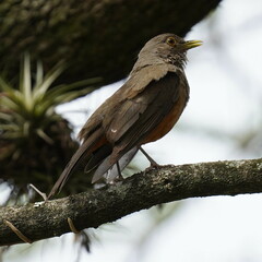 Turdus rufiventris