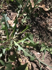 Taraxacum officinale